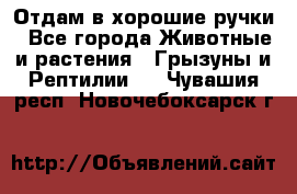 Отдам в хорошие ручки - Все города Животные и растения » Грызуны и Рептилии   . Чувашия респ.,Новочебоксарск г.